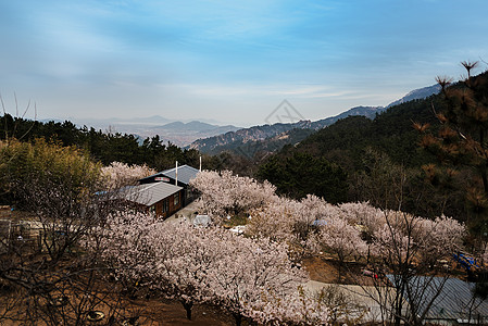 山谷鲜花盛开崂山九水风景区背景