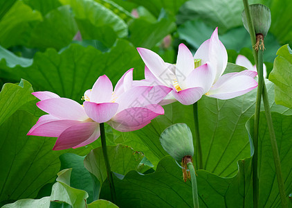 荷花背景图片