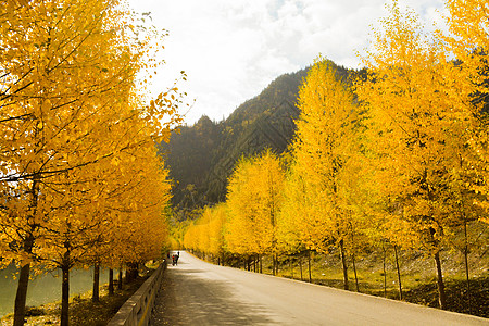 北山路北山林场秋色背景