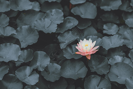 暗黑系莲花睡莲粉莲高清图片