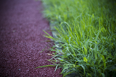雨后小草雨后的小草背景