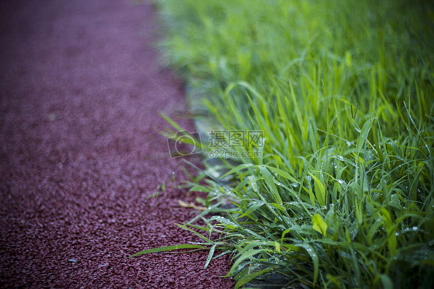 雨后的小草图片