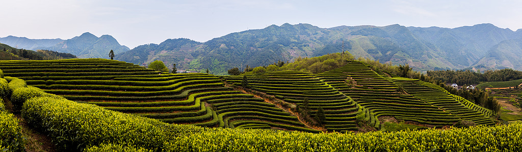 长城全景遂昌大柘茶园全景背景