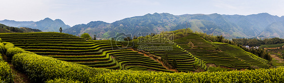 遂昌大柘茶园全景图片