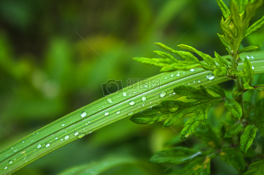 清晨的植物与水珠图片