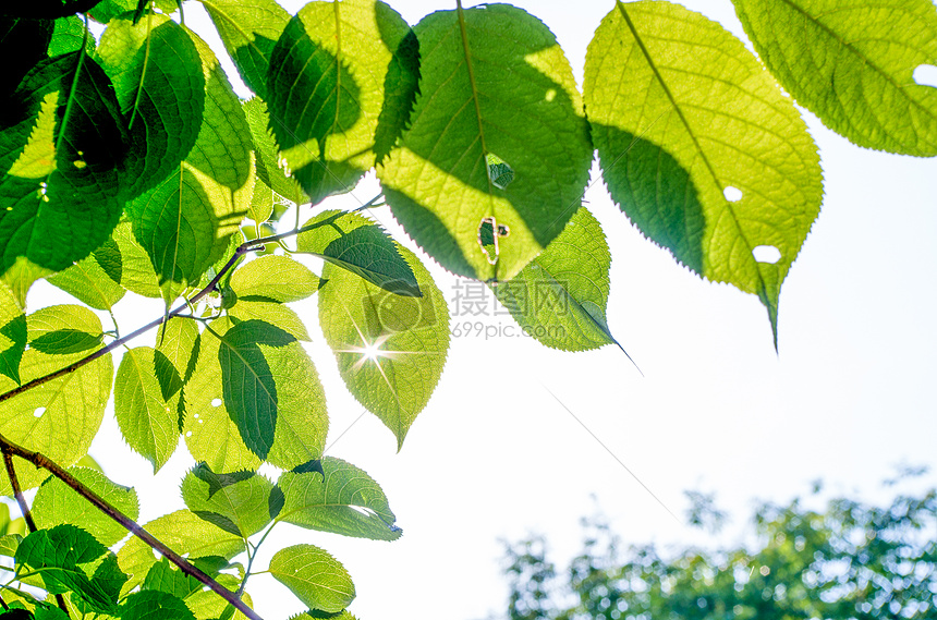 夏天阳光下的翠绿叶子图片