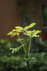 夏日茂盛生长的植物背景图片