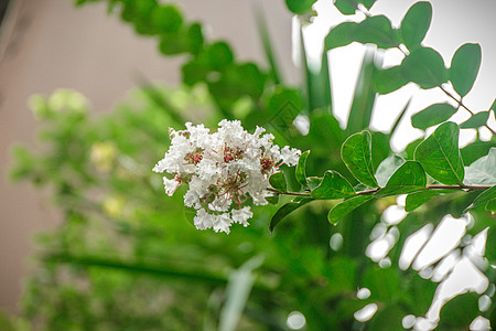 夏日茂盛生长的植物背景图片