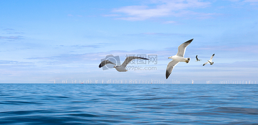 海上的海鸥图片