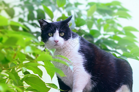 日本招财猫喵星人的夏天高清图片