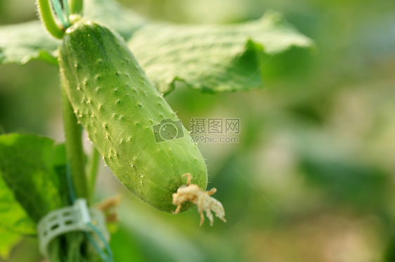 蔬菜水果及花卉图片