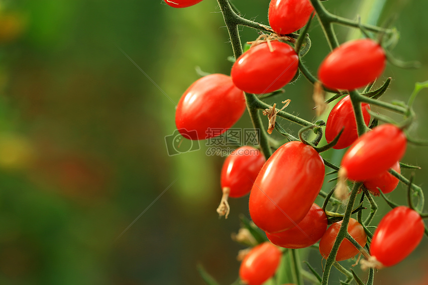 蔬菜水果及花卉图片