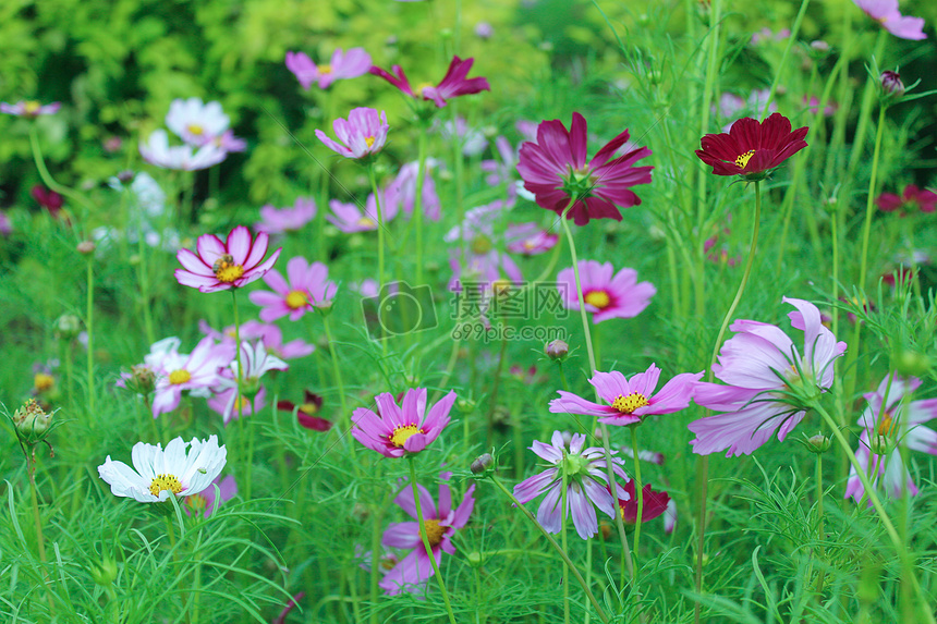 花海的夏天摄影图片免费下载_花草树木图库大全_编号500455190-摄图网