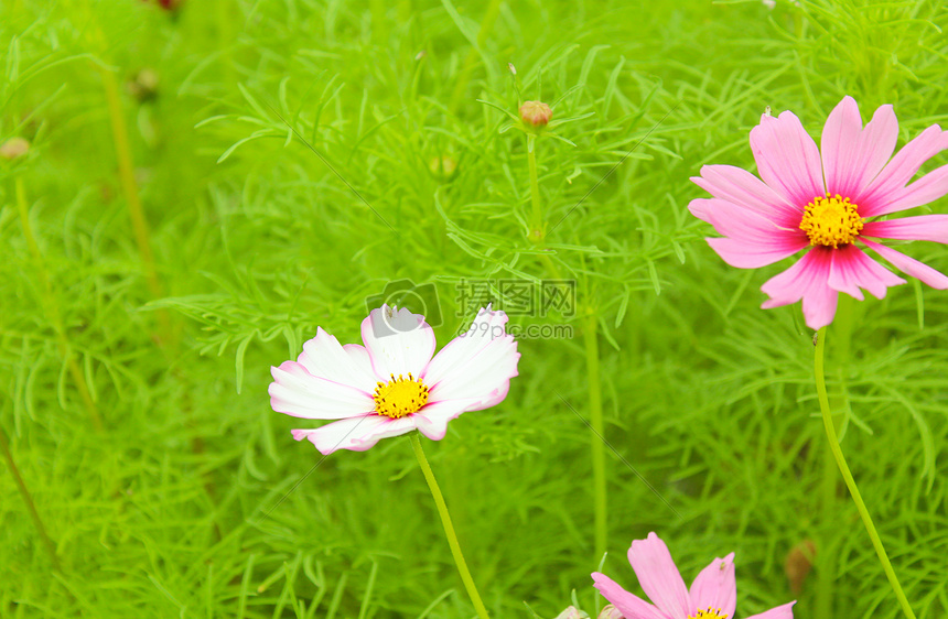 jpg  标签: 花朵鲜花花植物春天夏天漂亮的花朵图片漂亮的花朵图片