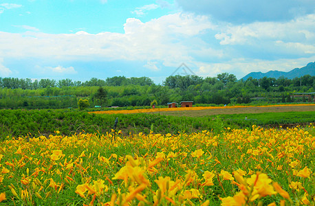 夏日里的漂亮花海背景图片