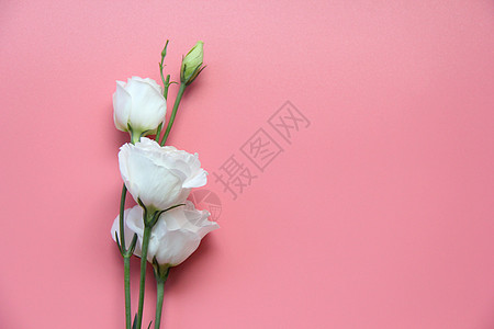 花朵banner白色桔梗素材背景