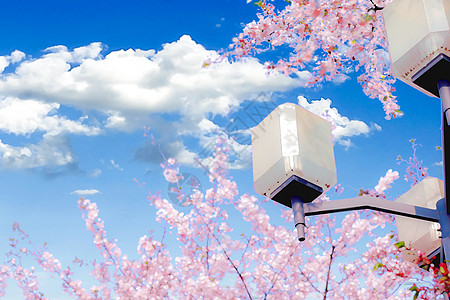 动漫天空樱花背景