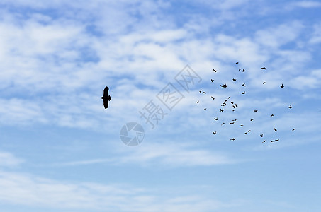 鸽子起飞蓝天白云上的飞鸟背景