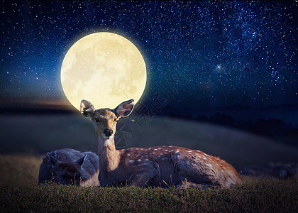 鹿与月亮草原夜色高清图片