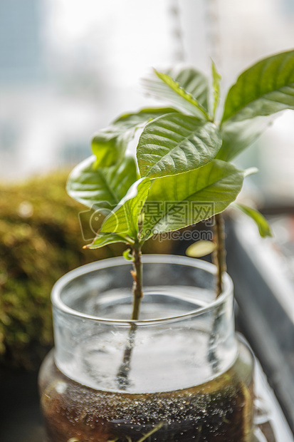 生机勃勃的小植物图片