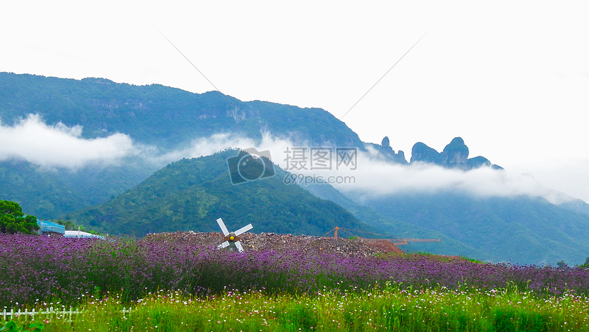 高山云雾下的薰衣草田图片