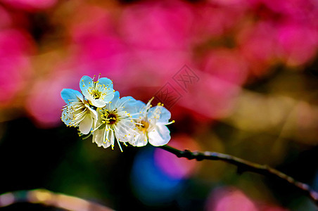 梅花背景图片