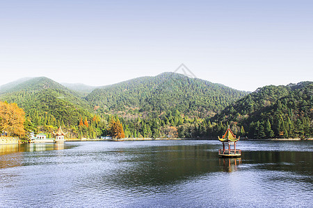 高山植物庐山背景