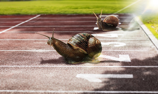 阳光草坪跑道上的蜗牛设计图片