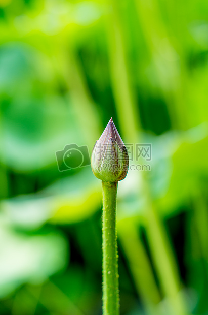 各种姿态的荷花与莲蓬图片