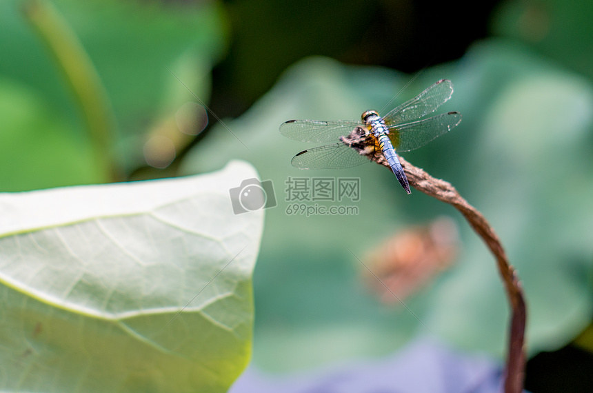 蜻蜓与断茎图片