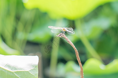 蜻蜓与断茎绿色壁纸高清图片