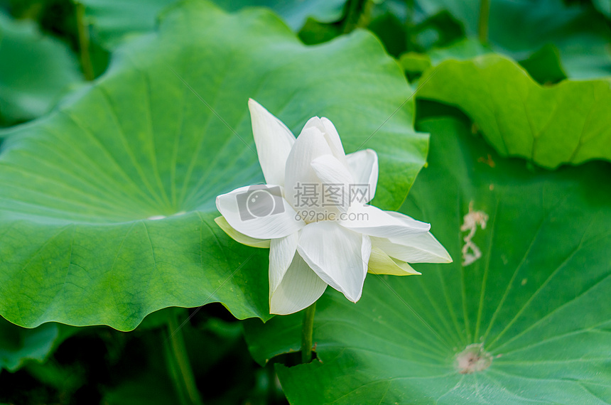 各种姿态的荷花与莲蓬图片