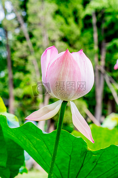 各种姿态的荷花与莲蓬图片