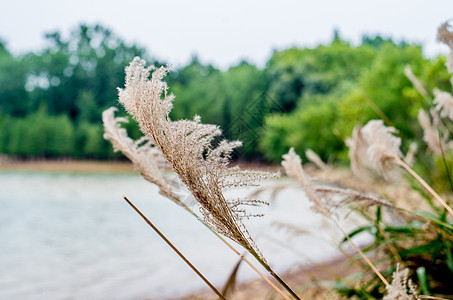 被风吹过的夏天背景图片