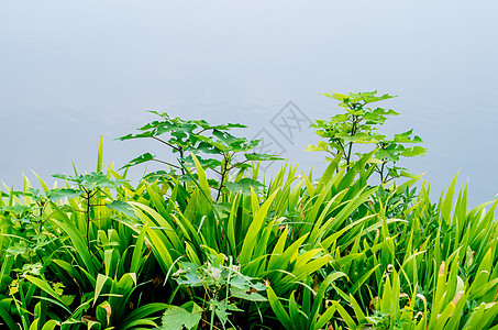 夏天的花草与植物图片