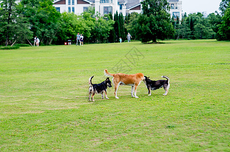 家人玩耍夏天草地上的玩耍的狗狗一家背景