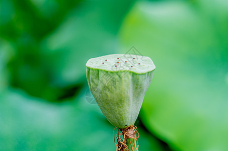 各种姿态的荷花与莲蓬图片