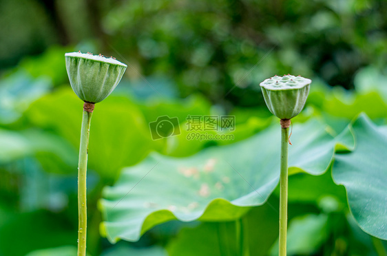 各种姿态的荷花与莲蓬图片