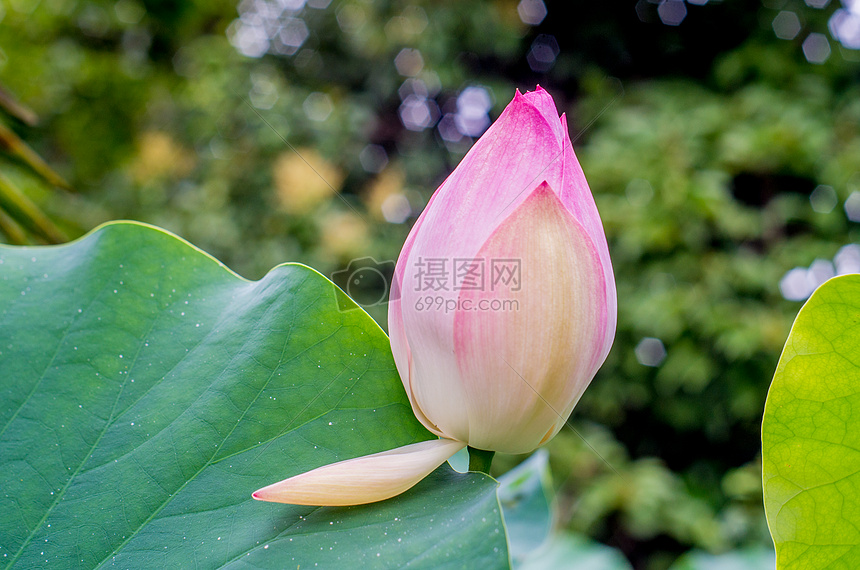 各种姿态的荷花与莲蓬图片