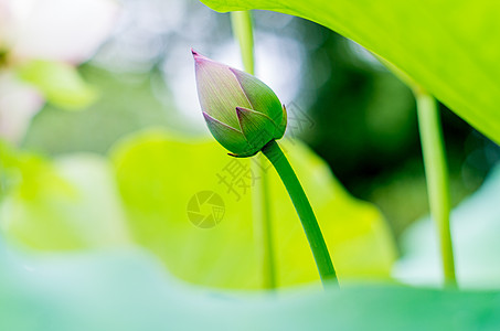 各种姿态的荷花与莲蓬图片