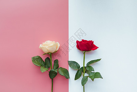 七夕玫瑰玫瑰花粉色高清图片