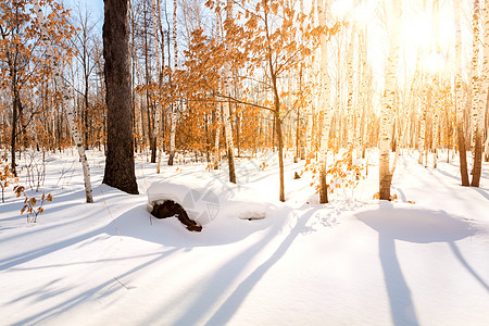 雪地森林冬天积雪森林背景