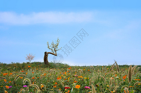 小清新格桑花山花野草苹果树背景