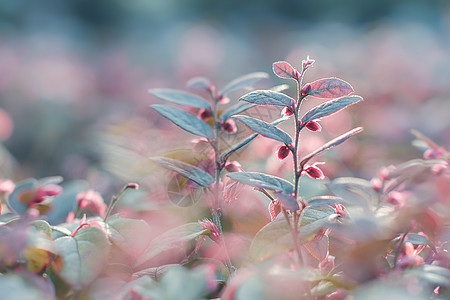 春天元素充满活力的花草背景