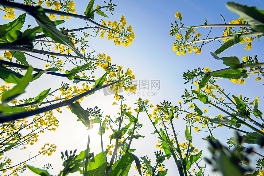 仰望，这里种满了油菜花图片