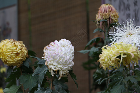 园林风景图菊花背景图片