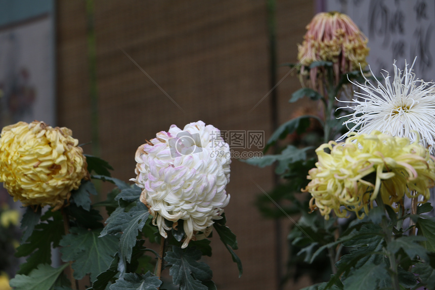 园林风景图菊花图片