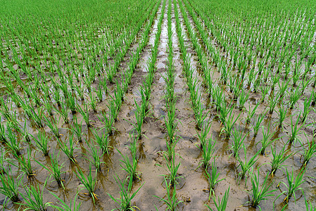 绿色水稻稻田生长图片