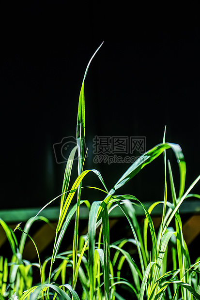 夏天生机勃勃的绿色植物图片