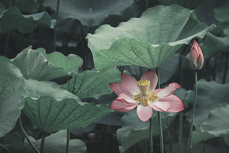 夏季荷花小清新花背景高清图片